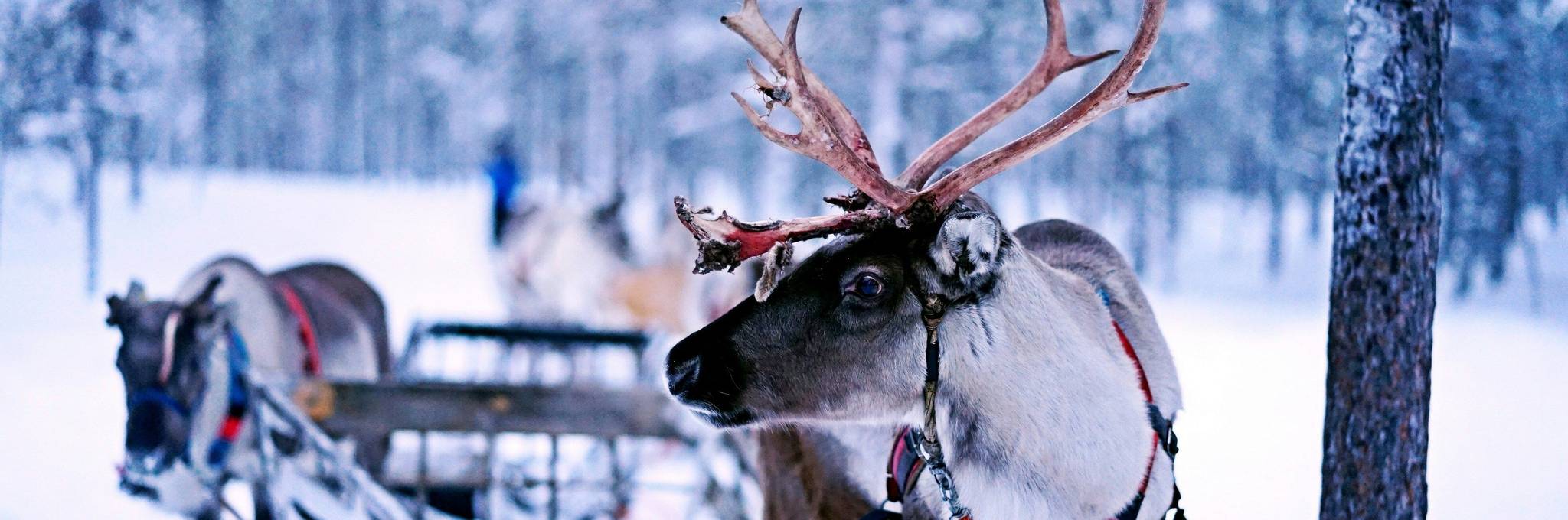 reindeer pulling a sled